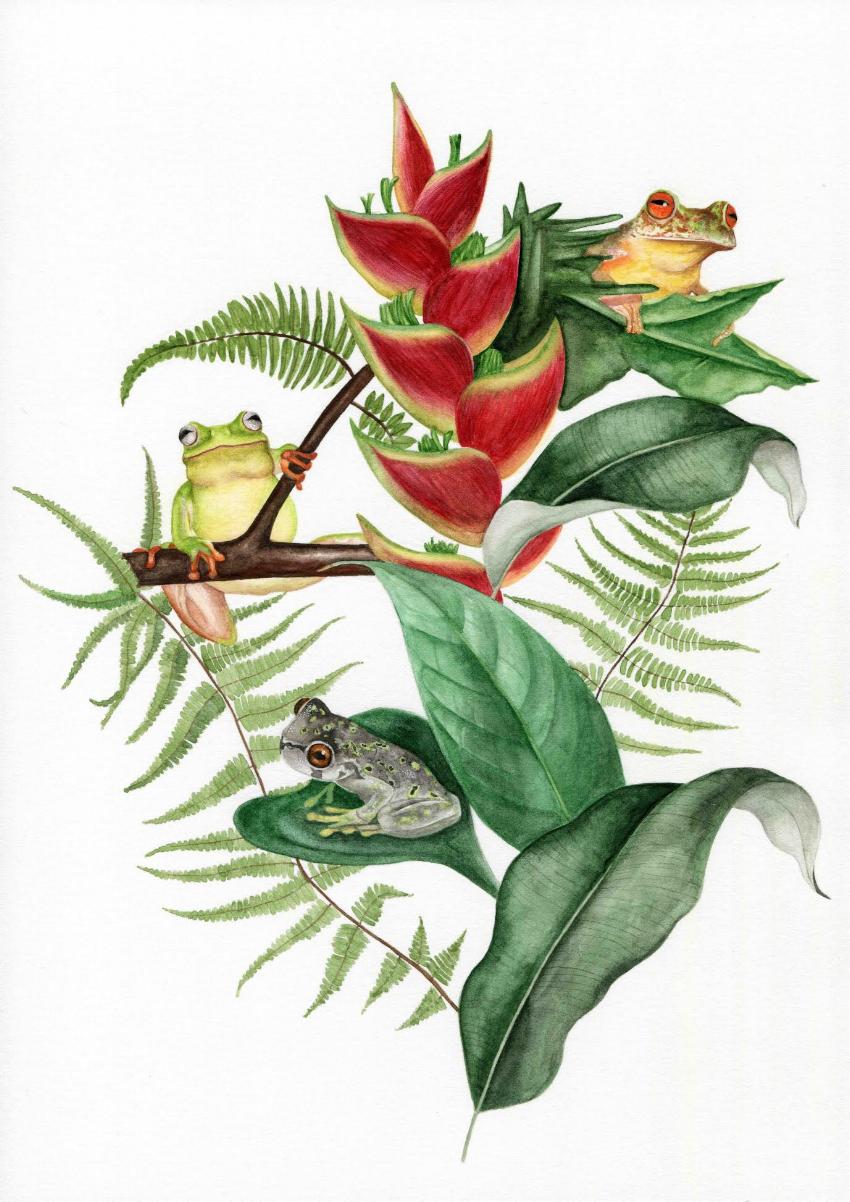 HARCC Frog Rescue Species Artist : Alice Rosen Instagram : @alicerosen_illustration Twitter : @AliceRosen Email : alice@rosen.org.uk