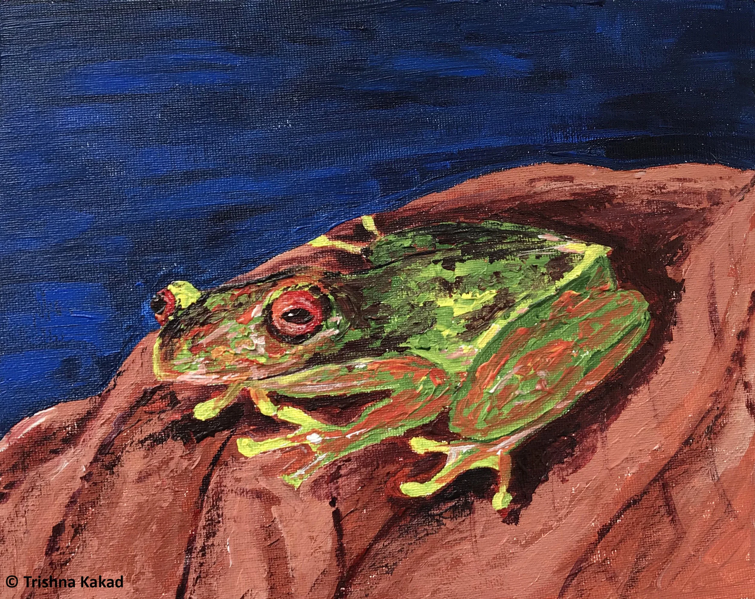 The Endangered Mossy Red Eyed Frog | Acrylic on Canvas Board Artist : Trishna Kakad Instagram : @trishnakakad Website : https://astorybookofmanythings.wordpress.com/