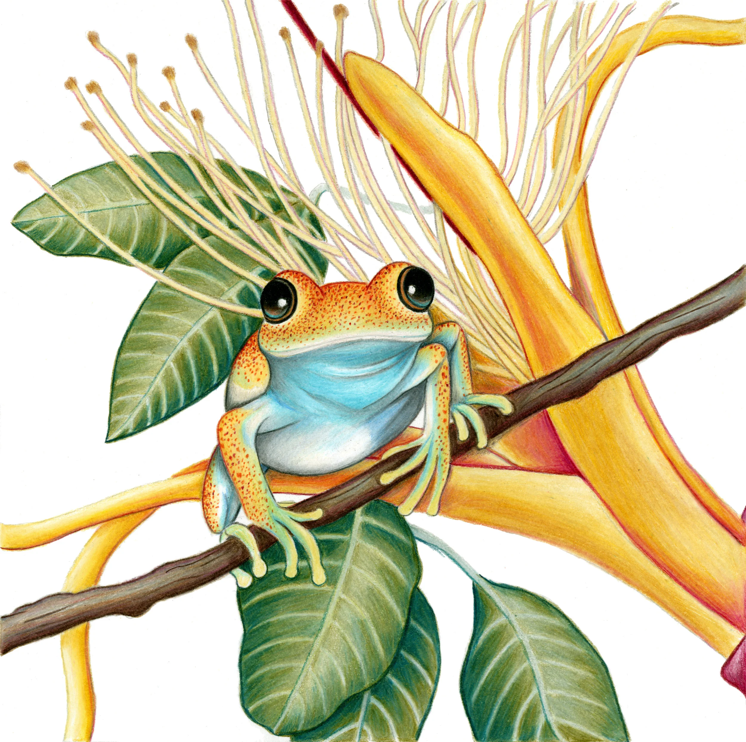Madagascar Bright-eyed Frog (Boophis viridis) Artist : Rachel Diaz-Bastin Instagram : @racheldiazbastinillustration Etsy : https://www.etsy.com/shop/diazbastin Blog : https://thebefuddledloris.wordpress.com /