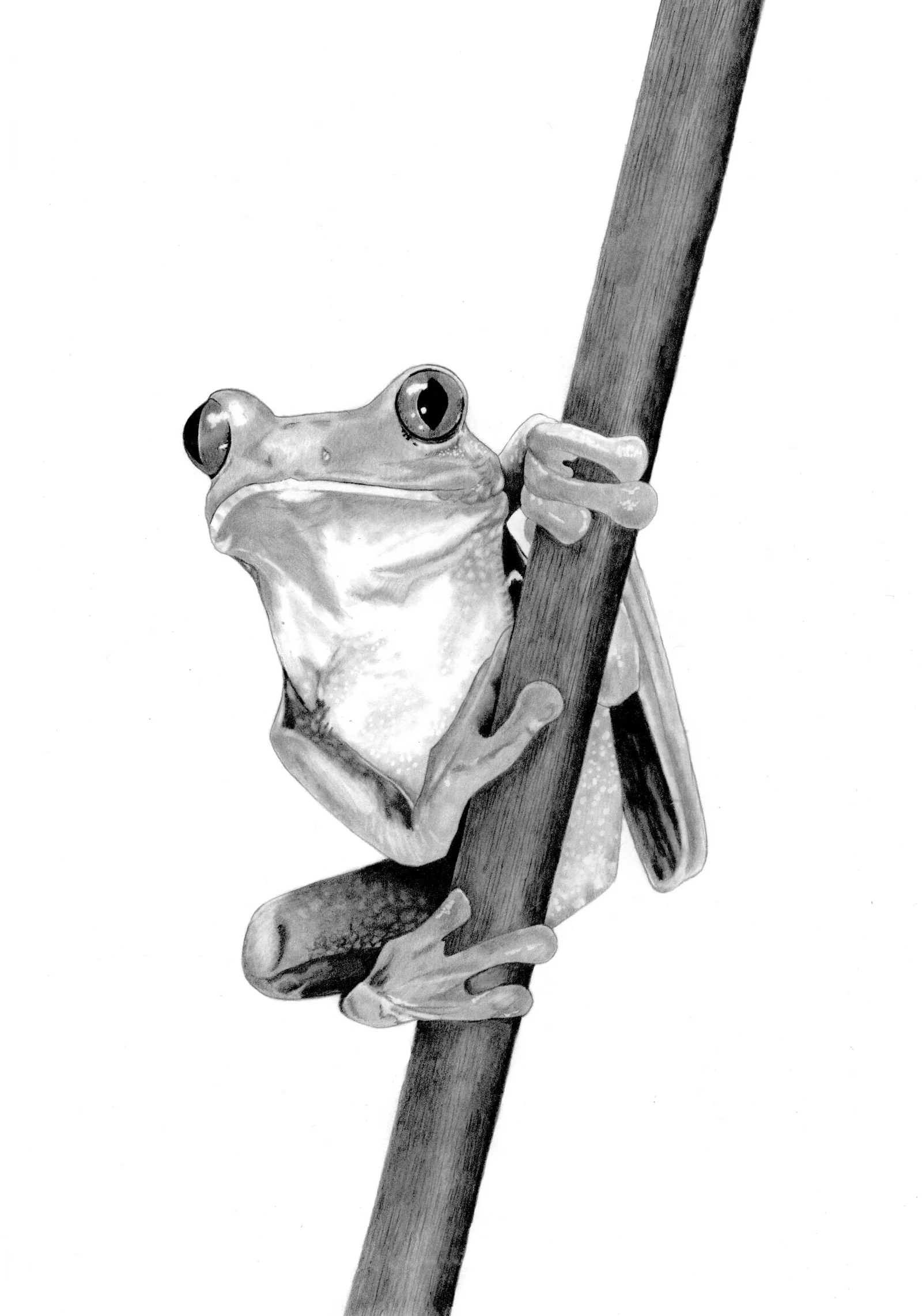 Artist : Apithanny Bourne Twitter : @apithanny Website : http://www.twigsandfinches.co.uk/