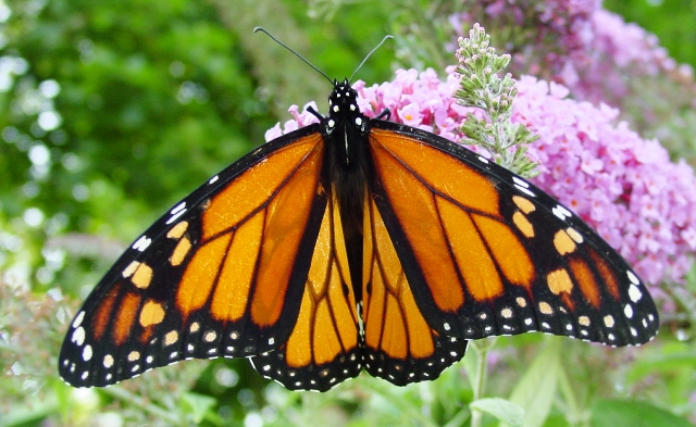 Male_monarch_butterfly.jpg