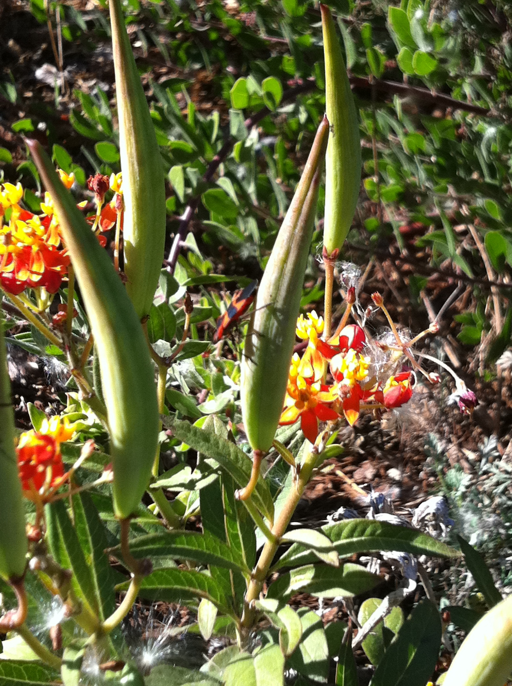 milkweed and beetle  copy.jpg