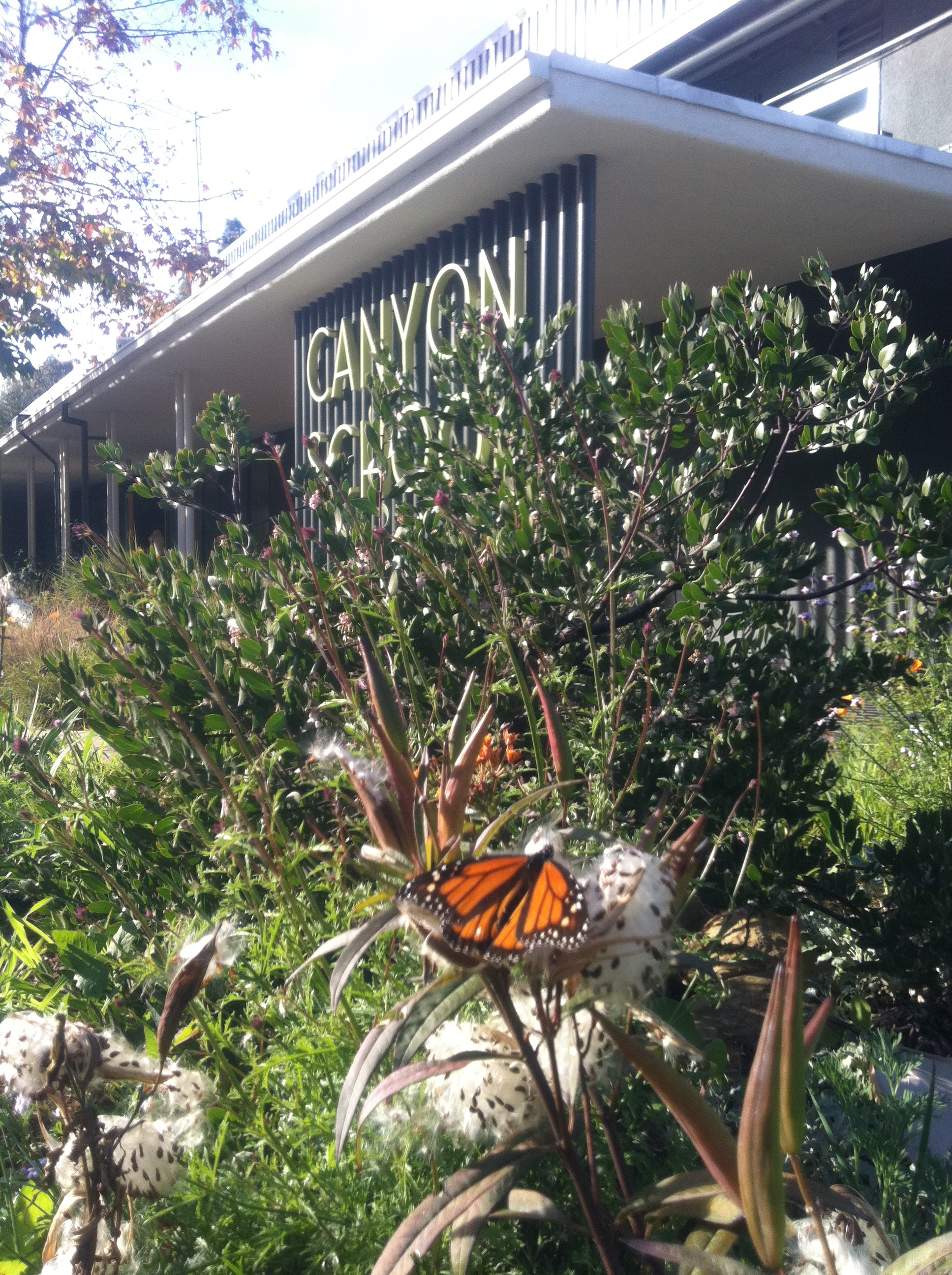 monarch at canyon.JPG