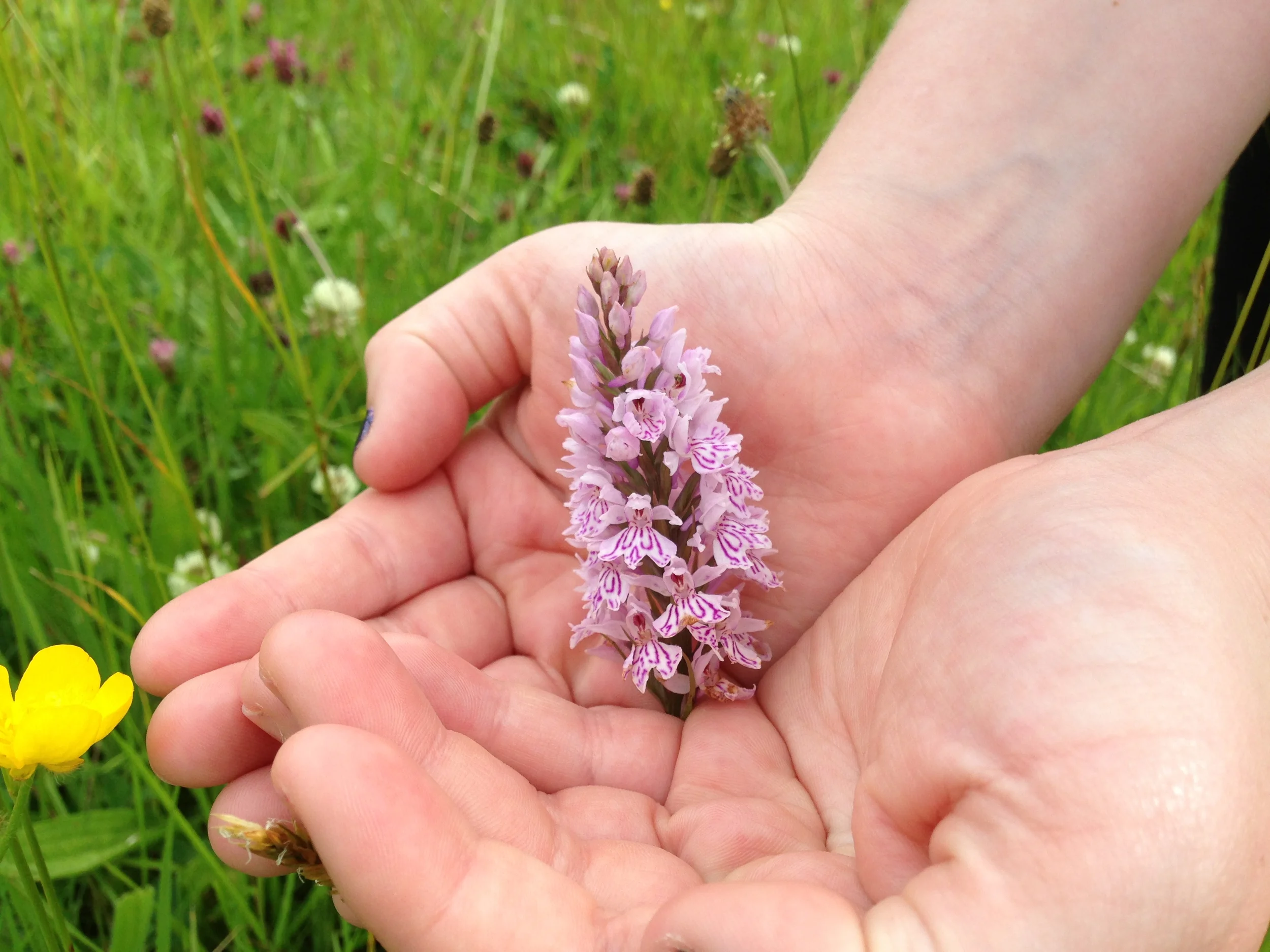 Irish Orchid, Crawfordsburn Northern Ireland