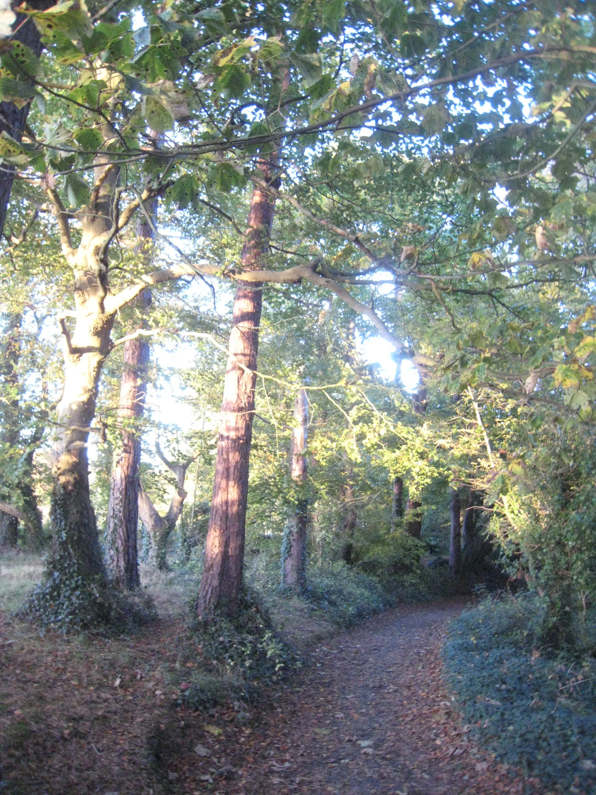 Autumn Woods Near Belfast, Northern Ireland