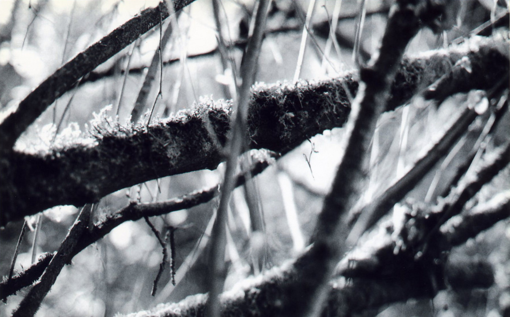 branching