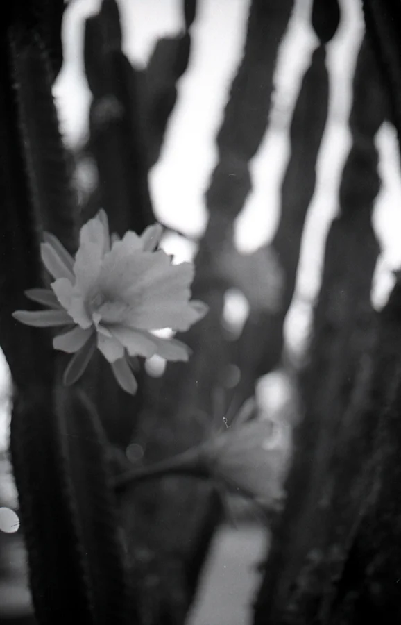cactus flower
