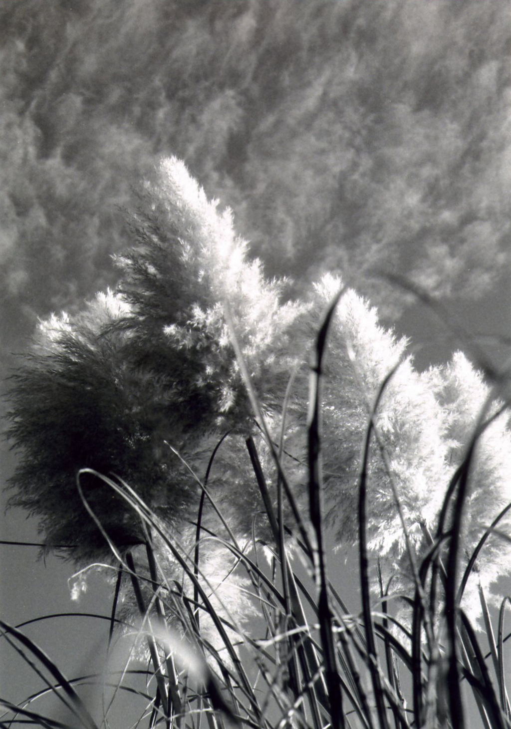 wisp