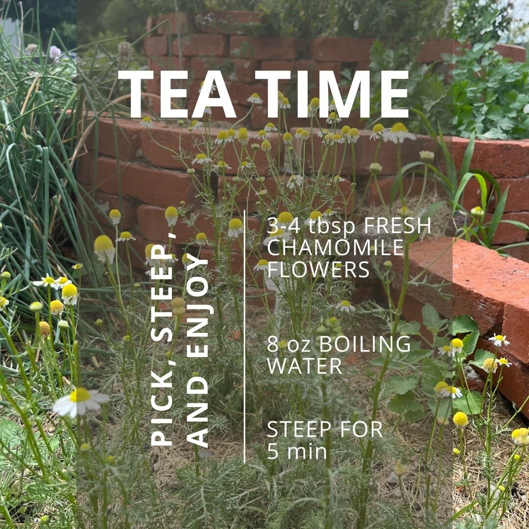 Grab some chamomile flowers from the herb spiral at the Green Space to enjoy some fresh tea!

Benefits to chamomile tea include: reducing inflammation, helping with sleep and relaxation, treating cold symptoms, soothes stomach aches, and more!
