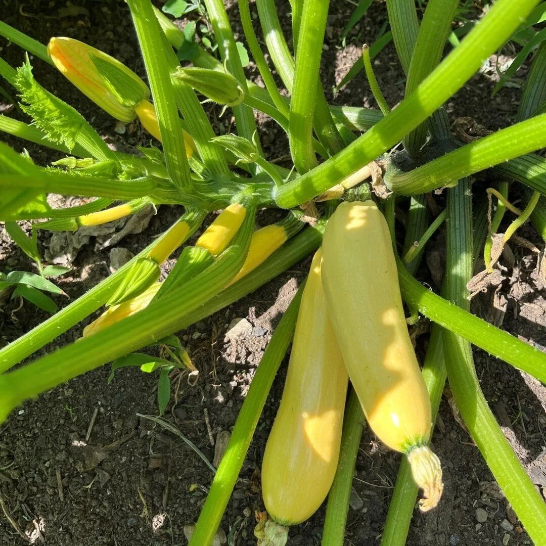 Squash is coming in at the vegetable garden! Stop by 847 E 3rd Ave to grab some!