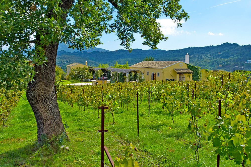 vineyard-2 copy.jpg