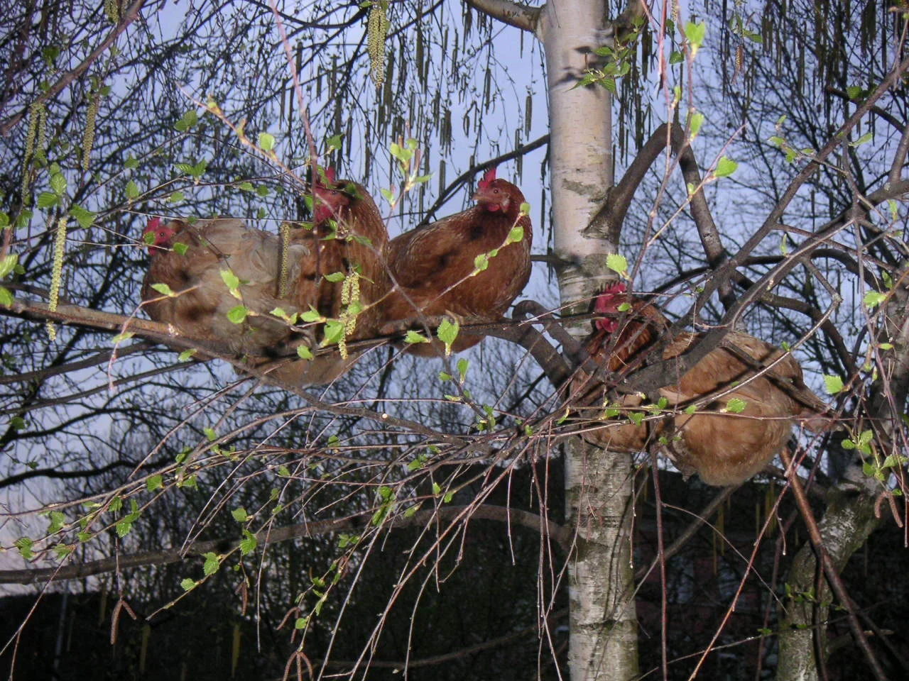 2004-04-17_chickens.JPG