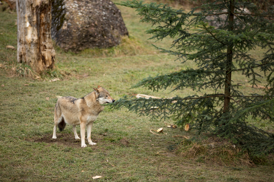 one of the wolves checking out if there's something for them as well