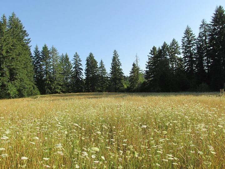 The meadow at Lost Valley.