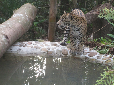 From(Sharon Matola (matola@belizezoo.org))_ID(13_3)_dec chiqui and her water hole.JPG