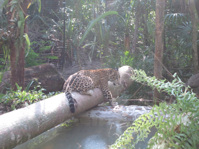 From(Sharon Matola (matola@belizezoo.org))_ID(14_3)_chiqui chillin nov 30.JPG