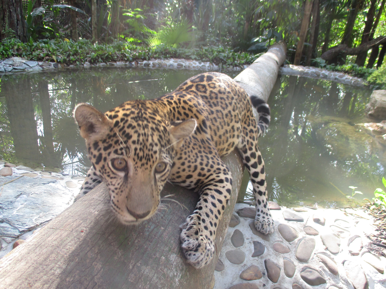 From(Sharon Matola (matola@belizezoo.org))_ID(7_4)_January chiqui at pool.JPG