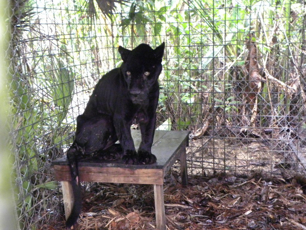 Students at the College of Veterinary Medicine can get an idea of what it’s like to care for wild animals, thanks to a partnership between the college and the Belize Zoo and Tropical Education Center in Central America. By working with clinicians in the zoo’s animal hospital, the students also contribute to efforts to save some species from extinction.