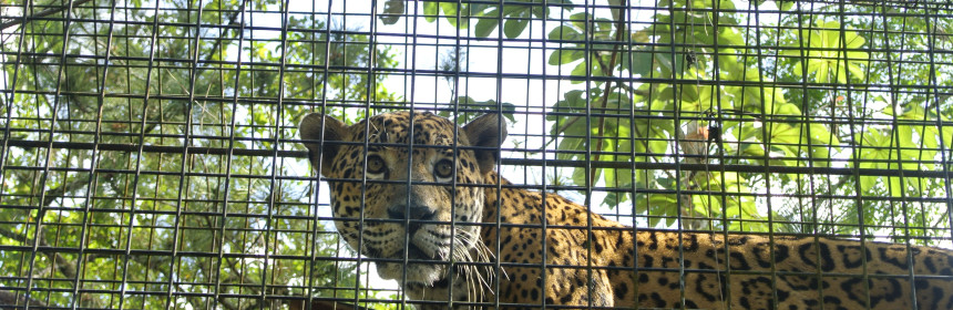 I went to Belize with 11 classmates and 5 veterinarians, where we spent a week providing care for the animals at The Belize Zoo. A small, charming zoo integrated almost seamlessly into the tropical savanna, TBZ is probably better defined as a sanctuary- all of its animals are local species and are “rescues” in one way or another. Some are orphans, many are rescued from the pet trade, and some come in dealing with injuries from vehicular strikes or other anthropogenic activities. 