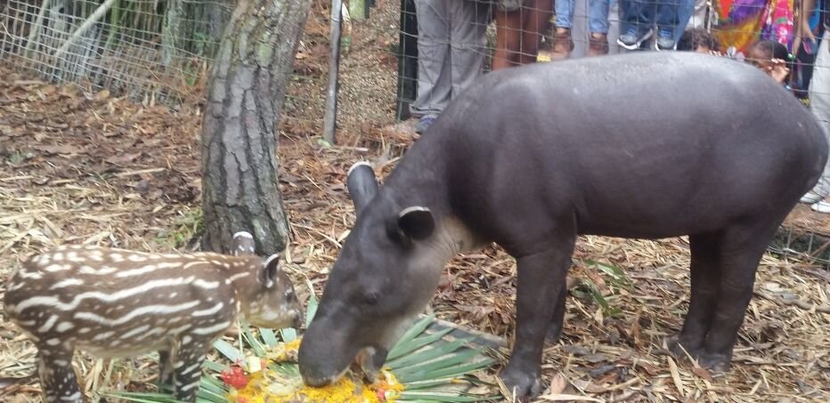 mom-and-sparky-tapir.jpg