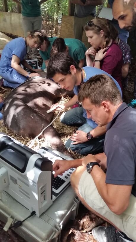 tapir-ultrasound-1.jpg
