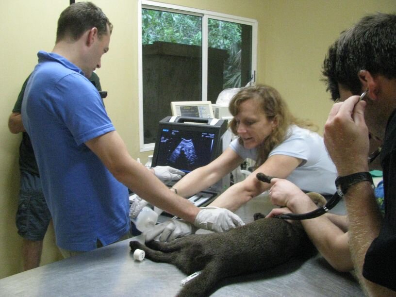 ultra-sound-on-jaguarundi.jpg