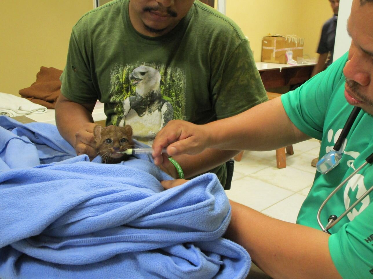 jaguarundi-kitten-receiving-medicine.JPG