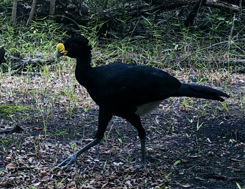 Male Great Curassow.JPG