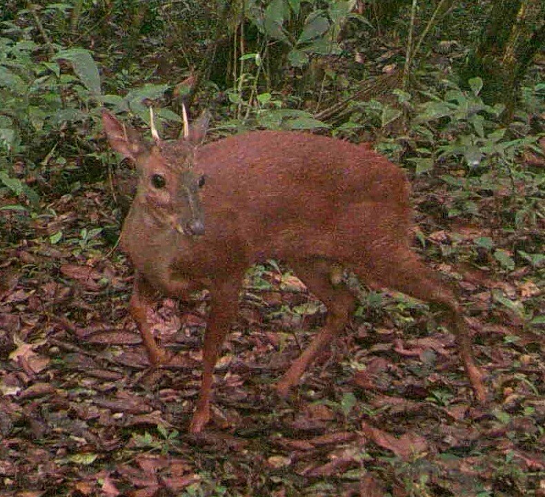 Red brocket Deer.JPG