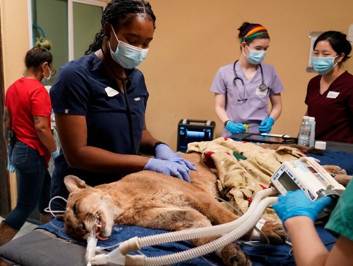 One of the greatest additions to The Belize Zoo was the Veterinary Clinic and Surgery Suite that officially opened in June 2018, marking a significant milestone in wildlife care and conservation in Belize.

This state-of-the-art facility was establis