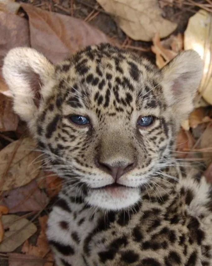 Can't get enough of baby Punch the monkey? Meet some of the cutest babies to come through the @BelizeZoo over the years: Junior Buddy, Sparks, and Claralee (or CL for short!) 🥰