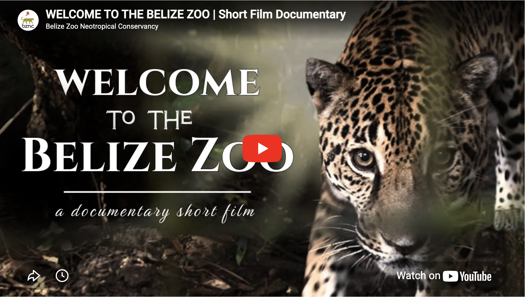 Documentary: Welcome to the Belize Zoo