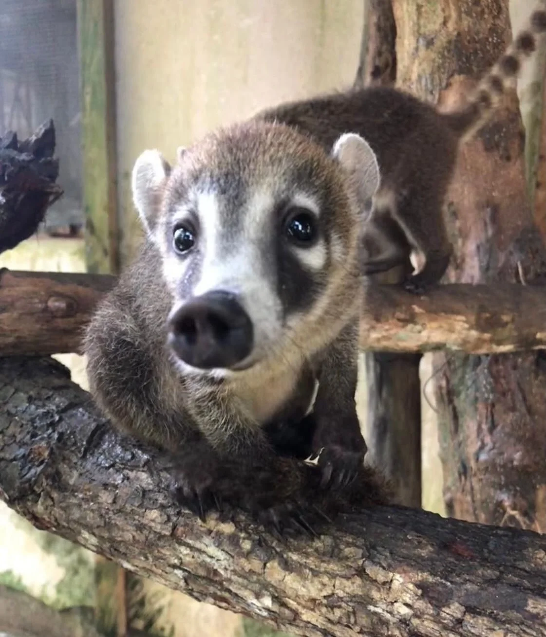 Meet our favorites! Every week, we&rsquo;ll be spotlighting some of the BZNC team&rsquo;s favorite animals at the @BelizeZoo. Today we&rsquo;re starting with Ben the coatimundi (aka Quash!). 

&ldquo;I had the chance for 1-on-1 time with Ben, and his
