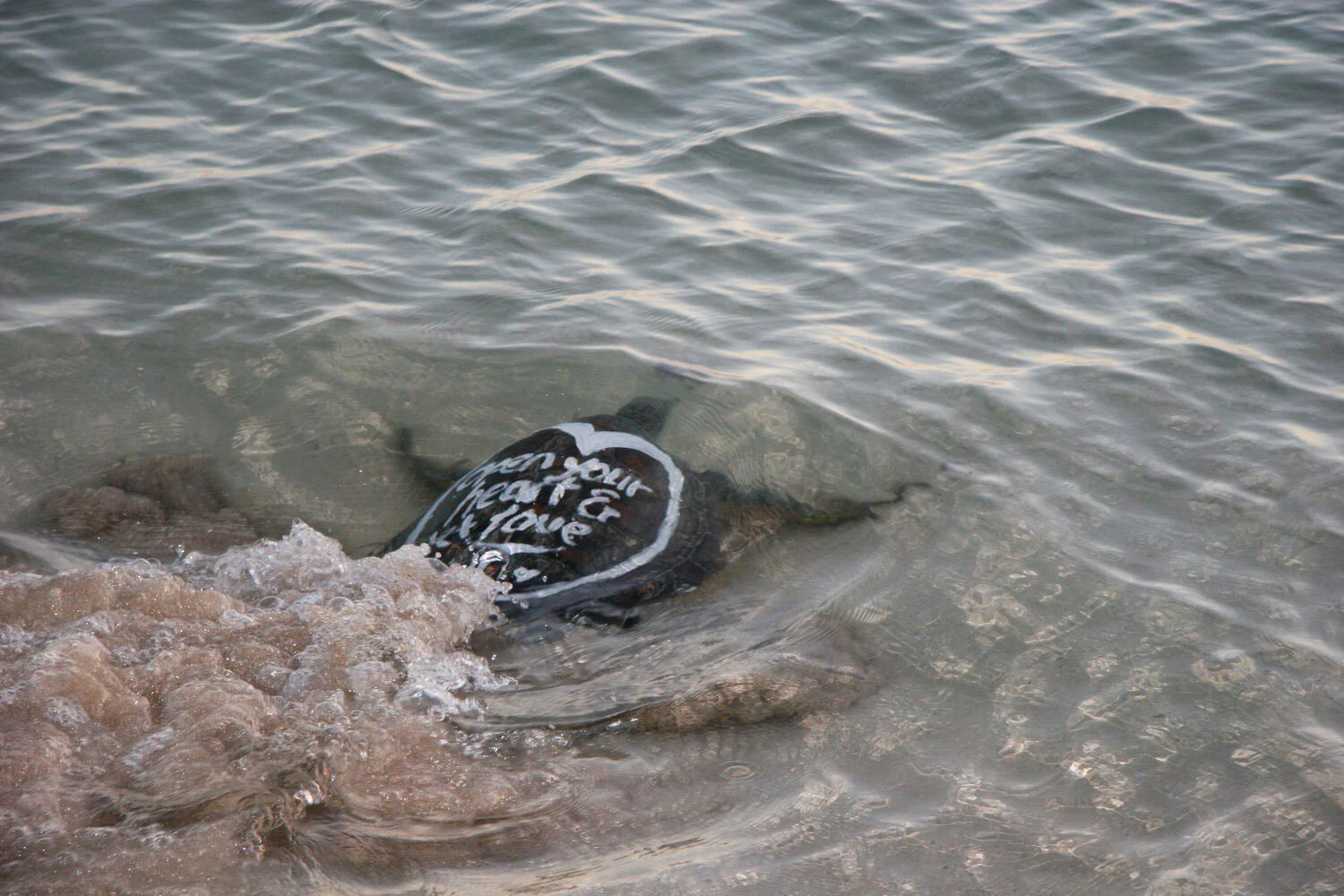 Lynda+Howitt+Fiji_Saving Turtles