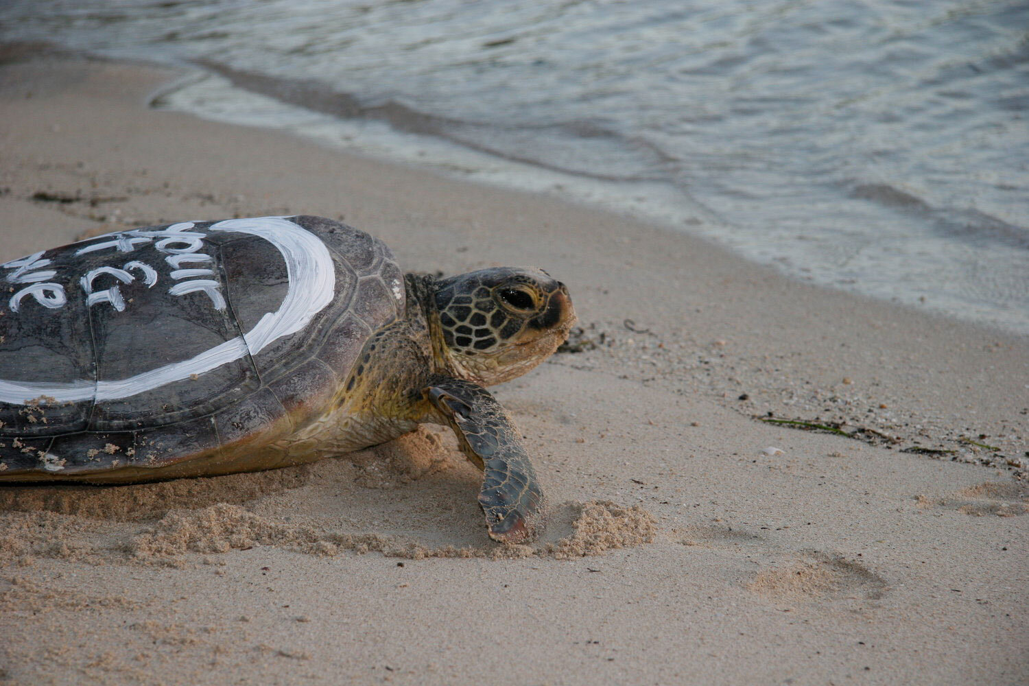 Lynda+Howitt+Fiji_Saving Turtles