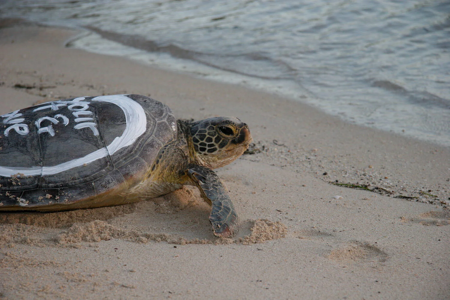 Saving Sea Turtles