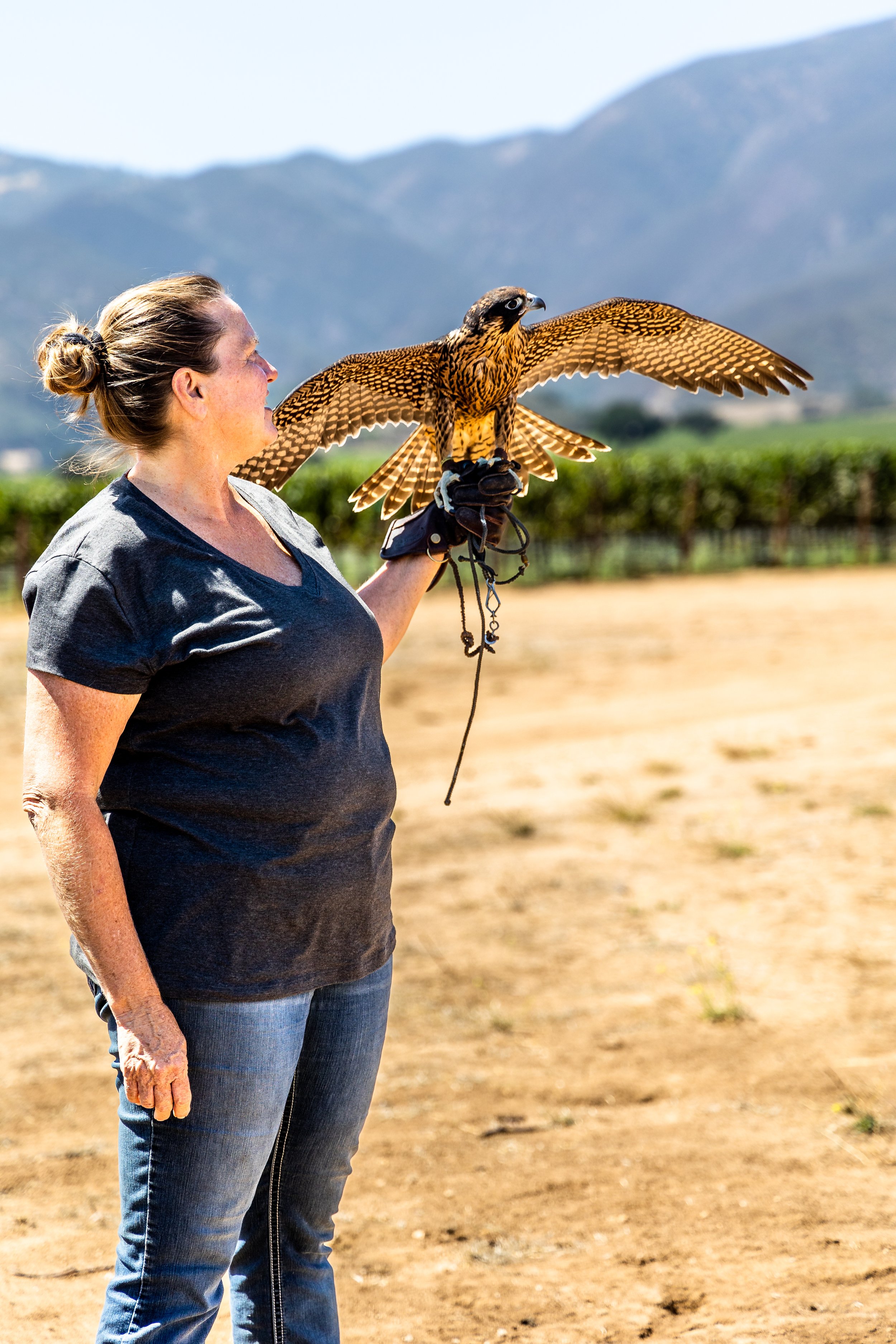 alconer (Amy from Air Strike Bird Control) with 2 month old baby falcon (Bettie) 