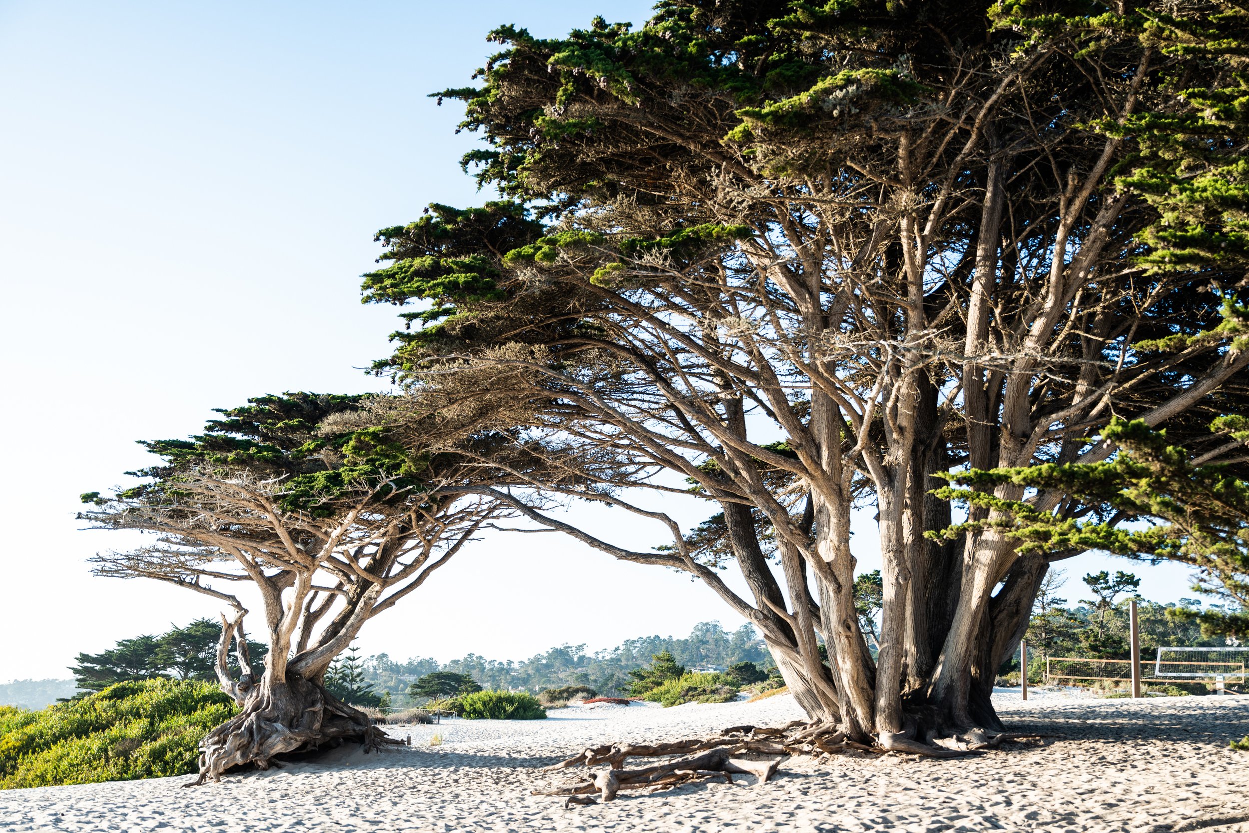 Monterey Cypress tree