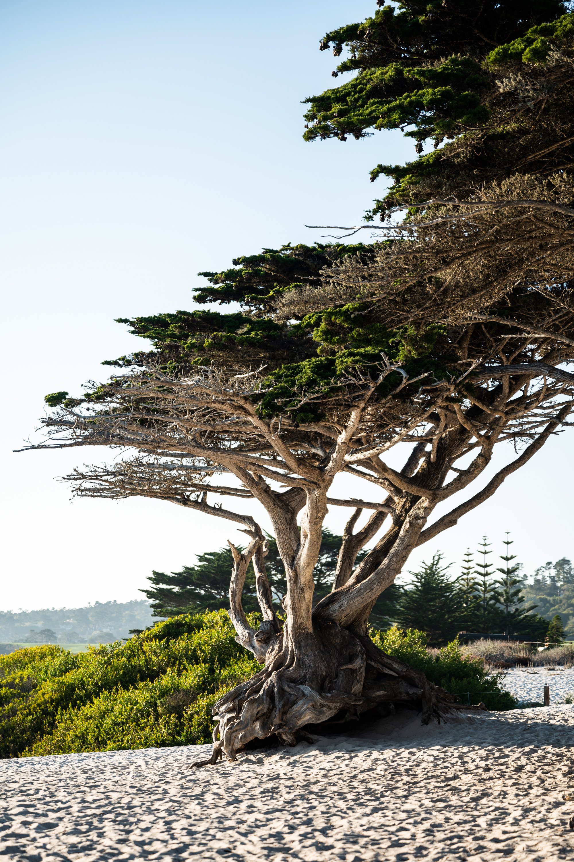 Monterey Cypress tree