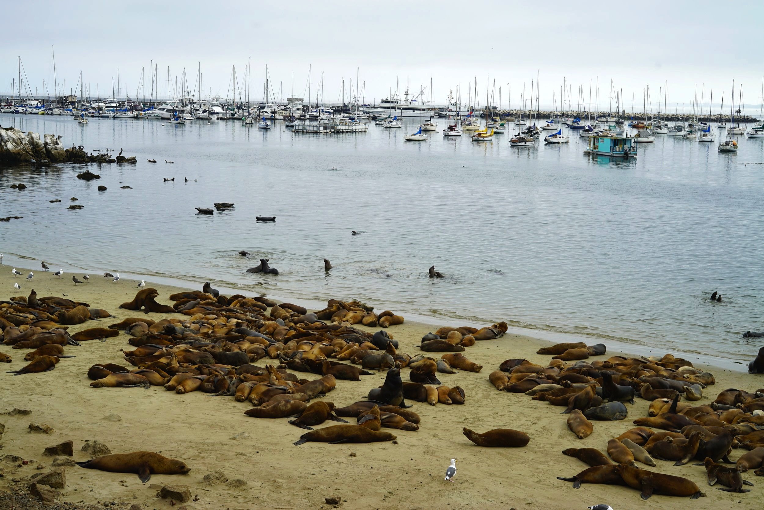 Sea Lions in Monterey