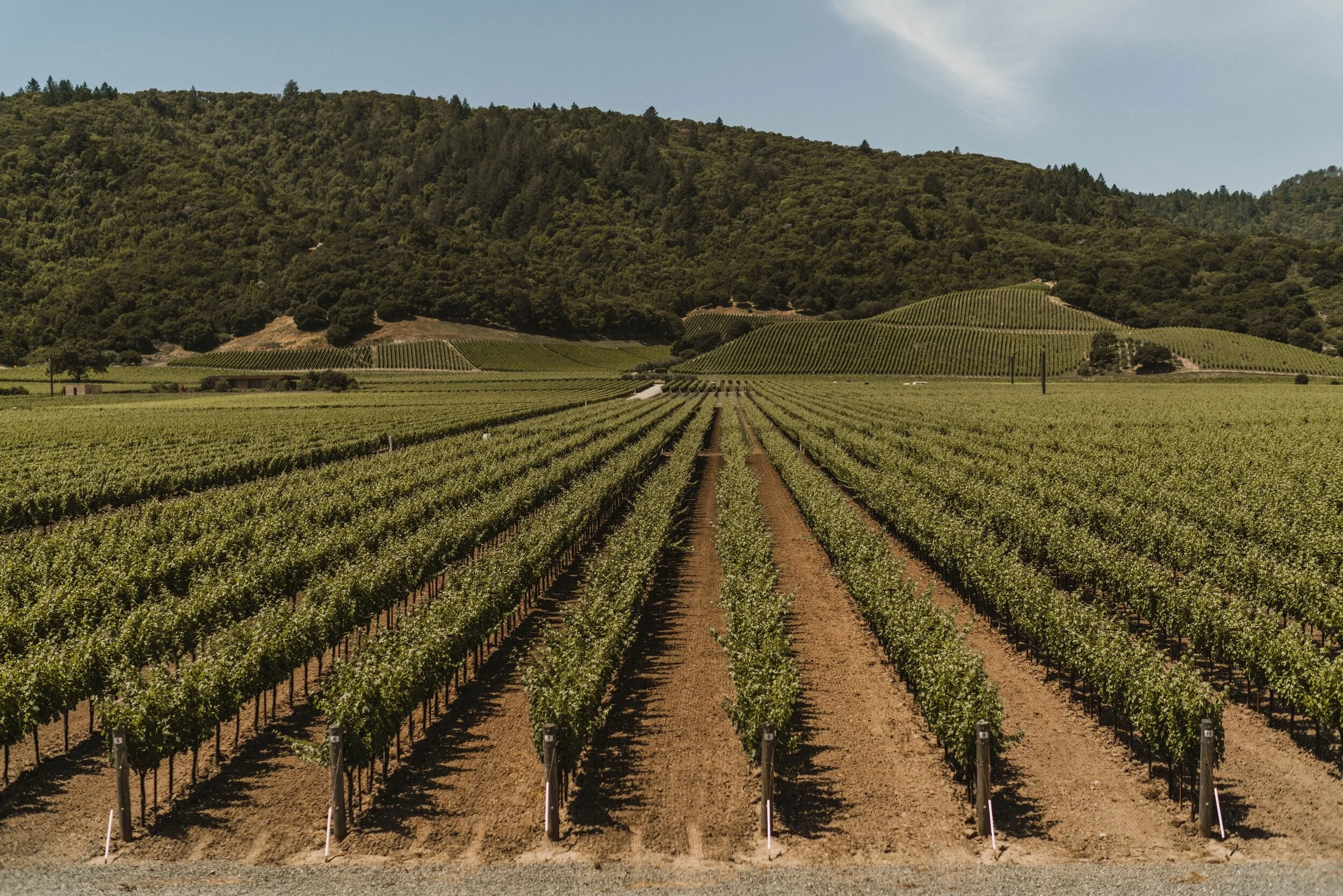 Dominus Vineyard in Yountville, Photo Credit Ryan Anderson