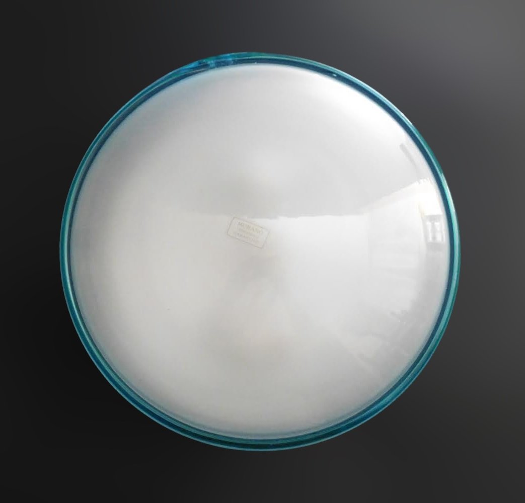 K81 F.jpeg
