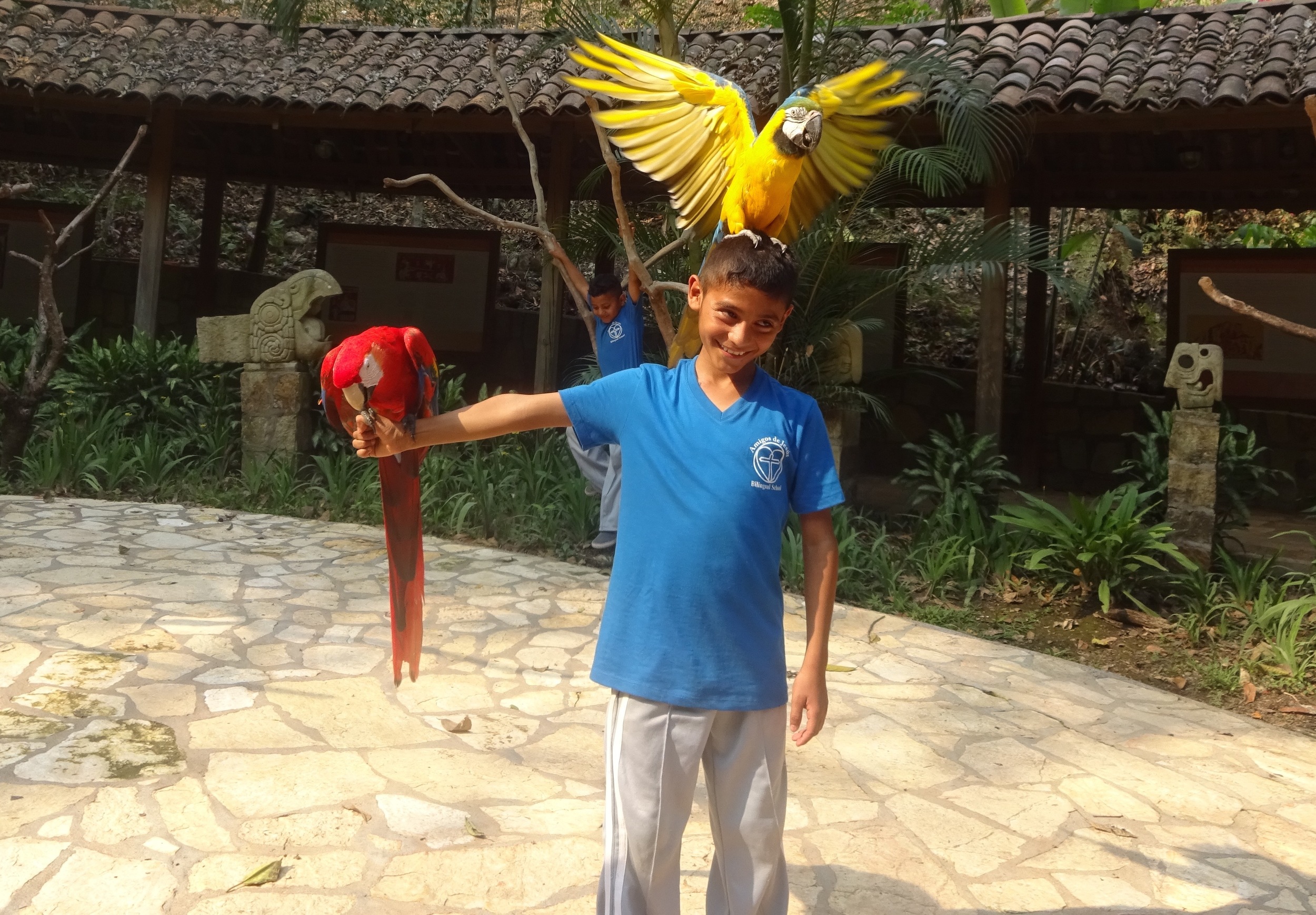 Holding the Honduran national bird - the macaw ('guacamaya') - at the Amigos school field trip to Copan Ruinas in April