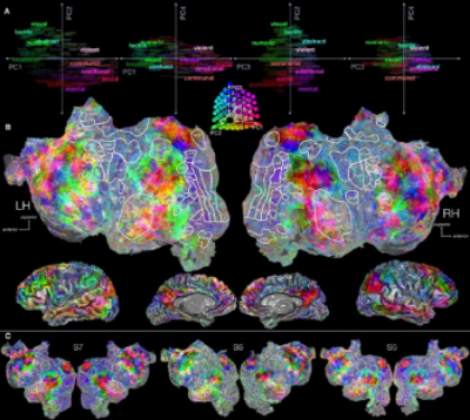 By monitoring blood flow to different parts of the brain, researchers were able to see the complex ways that people experience words in stories. Figure c, below, shows the brains of three different people experiencing the same story. You can also play around in this brain viewer to see what areas of the brain certain words triggered. Credit: Jack L. Gallant/Gallant Lab at UC Berkeley, nytimes .