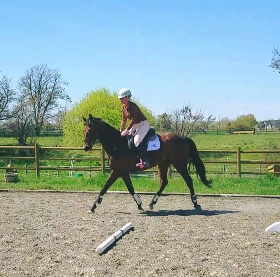 Fancy horse