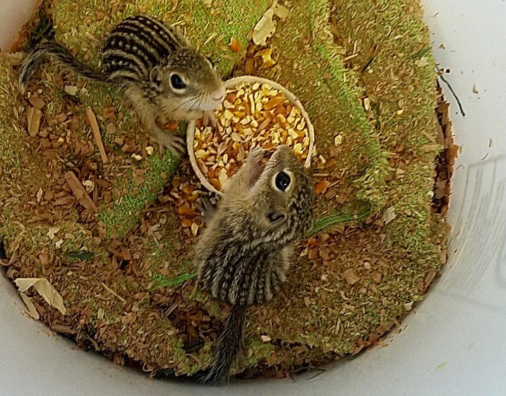 nomnomnom corn!