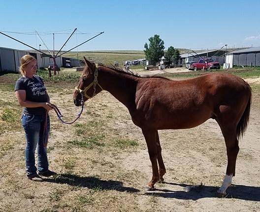 He's so cute, he was barely halter broke when he arrived, and now he leads like a champ!