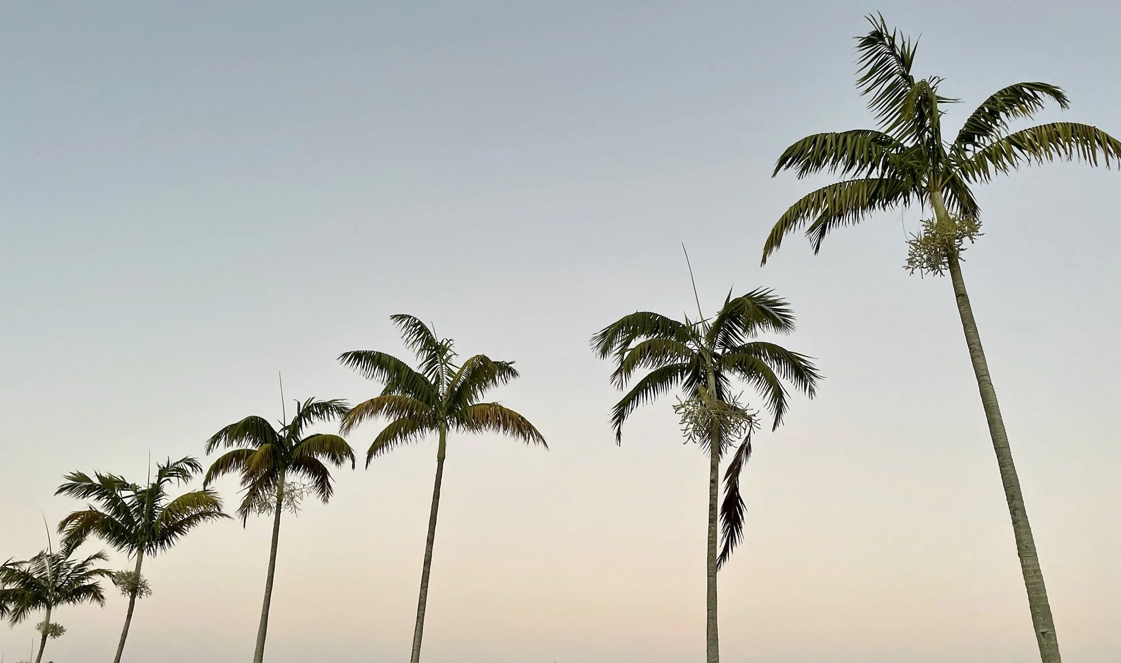 Breathing Palm Trees.jpeg