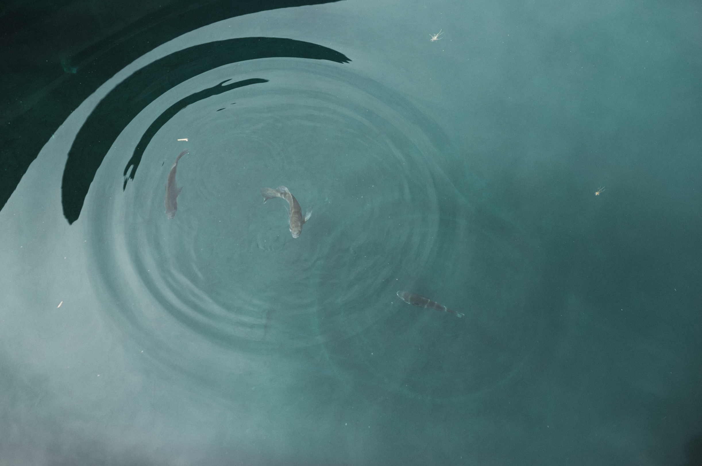 Screen Shot 2018-01-05 at 10.16.17 AM.png