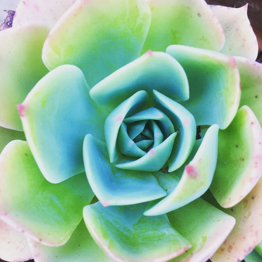 "Garden Succulent" Photo